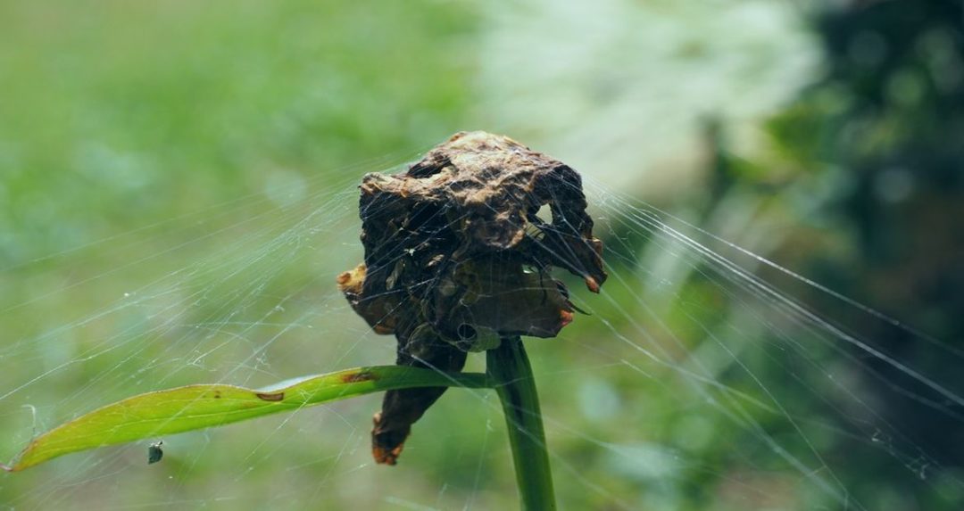 verwelkter Blütenkopf in Spinnennetz