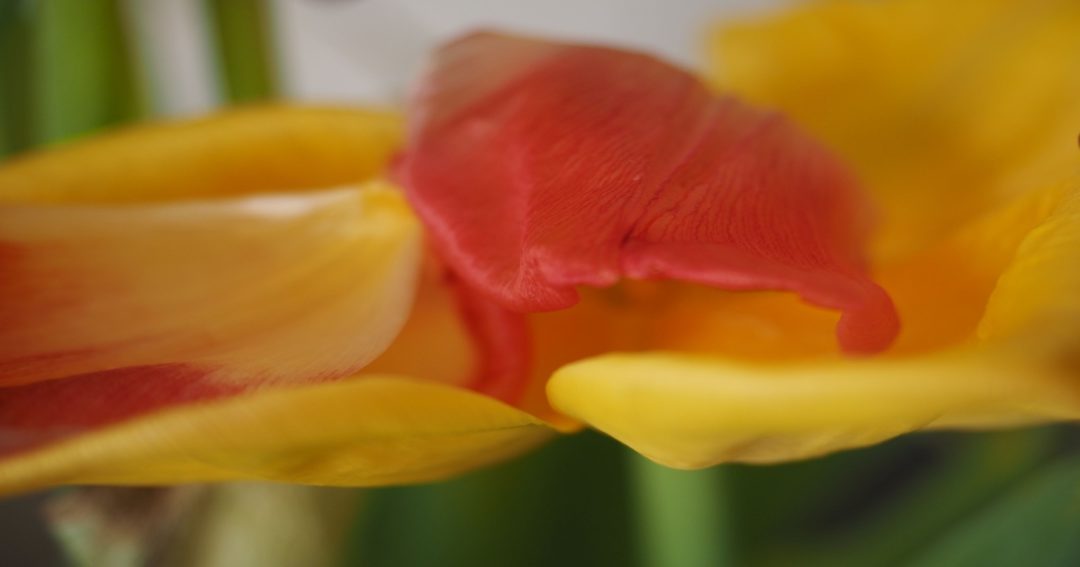 gelbe und rotes Tulpenblatt einander stützend